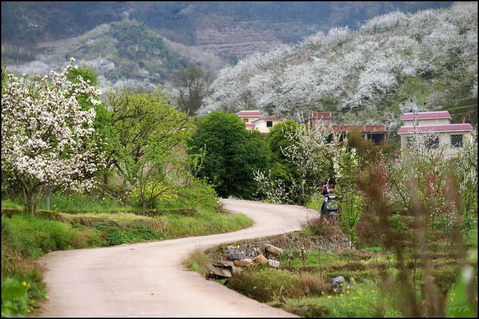 【春天，广西桂林灌阳县向您发出邀请！】我们在灌阳看梨花 - 游山玩水 - 廊坊生活社区 - 廊坊28生活网 lf.28life.com