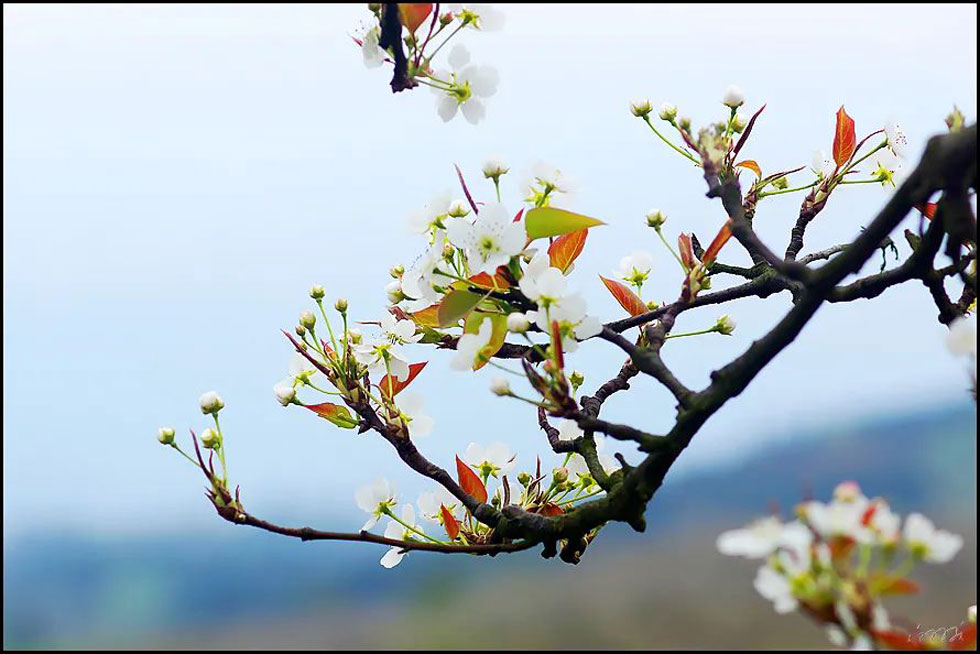 【春天，广西桂林灌阳县向您发出邀请！】我们在灌阳看梨花 - 游山玩水 - 廊坊生活社区 - 廊坊28生活网 lf.28life.com