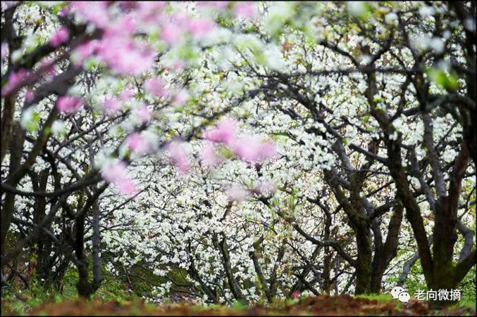 【春天，广西桂林灌阳县向您发出邀请！】我们在灌阳看梨花 - 游山玩水 - 廊坊生活社区 - 廊坊28生活网 lf.28life.com
