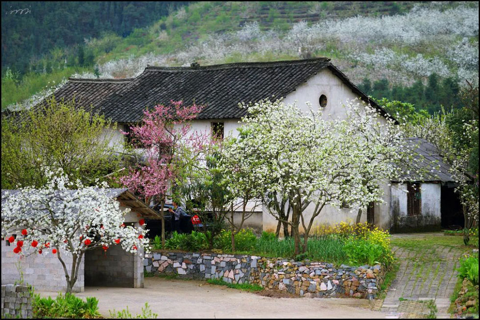 【春天，广西桂林灌阳县向您发出邀请！】我们在灌阳看梨花 - 游山玩水 - 廊坊生活社区 - 廊坊28生活网 lf.28life.com