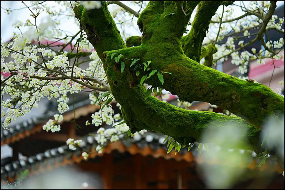 【春天，广西桂林灌阳县向您发出邀请！】我们在灌阳看梨花 - 游山玩水 - 廊坊生活社区 - 廊坊28生活网 lf.28life.com