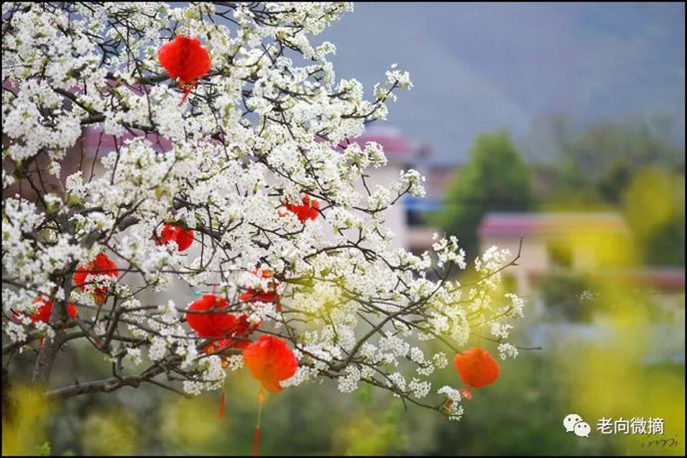 【春天，广西桂林灌阳县向您发出邀请！】我们在灌阳看梨花 - 游山玩水 - 廊坊生活社区 - 廊坊28生活网 lf.28life.com