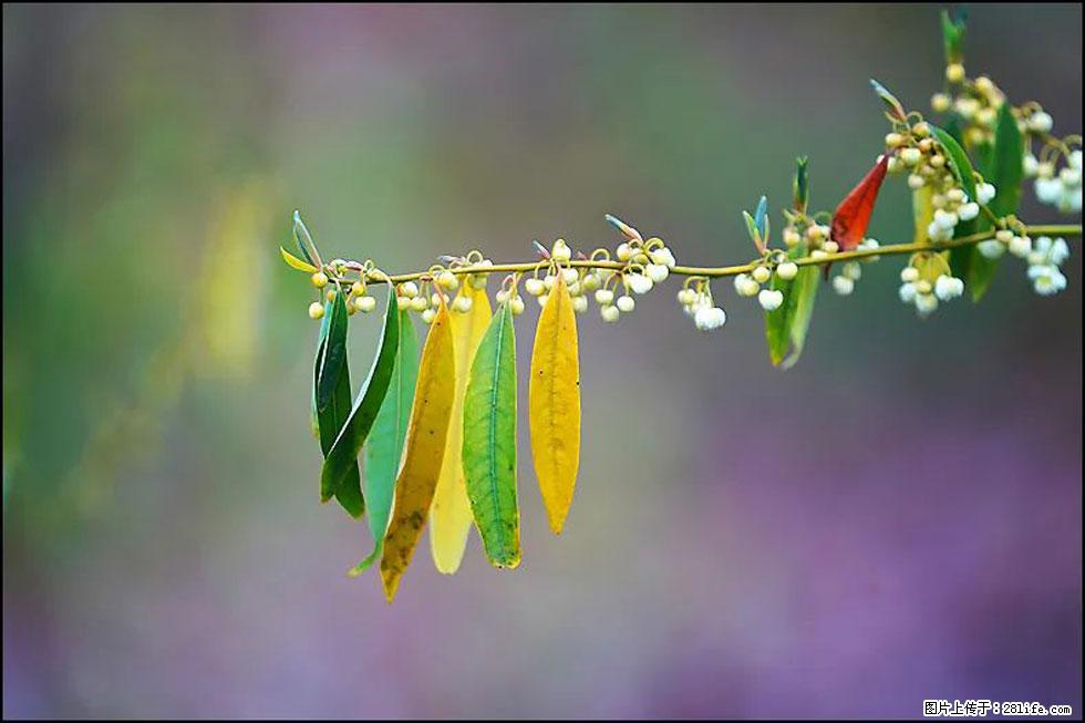 【春天，广西桂林灌阳县向您发出邀请！】米珠山前有片山苍子花在飘香 - 游山玩水 - 廊坊生活社区 - 廊坊28生活网 lf.28life.com