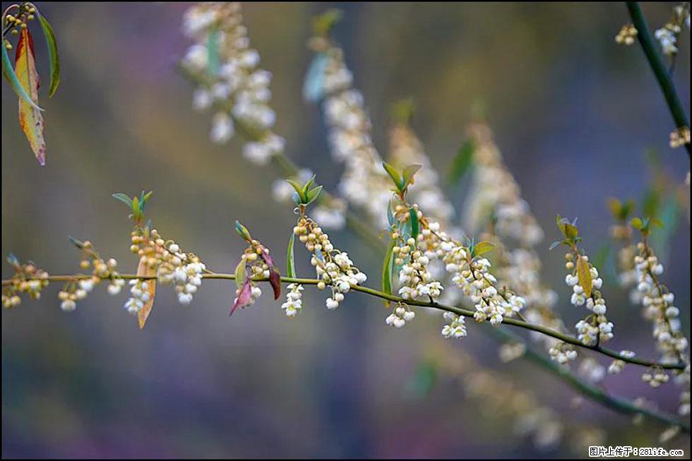 【春天，广西桂林灌阳县向您发出邀请！】米珠山前有片山苍子花在飘香 - 游山玩水 - 廊坊生活社区 - 廊坊28生活网 lf.28life.com