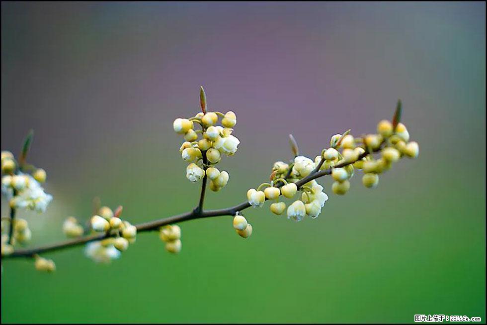 【春天，广西桂林灌阳县向您发出邀请！】米珠山前有片山苍子花在飘香 - 游山玩水 - 廊坊生活社区 - 廊坊28生活网 lf.28life.com