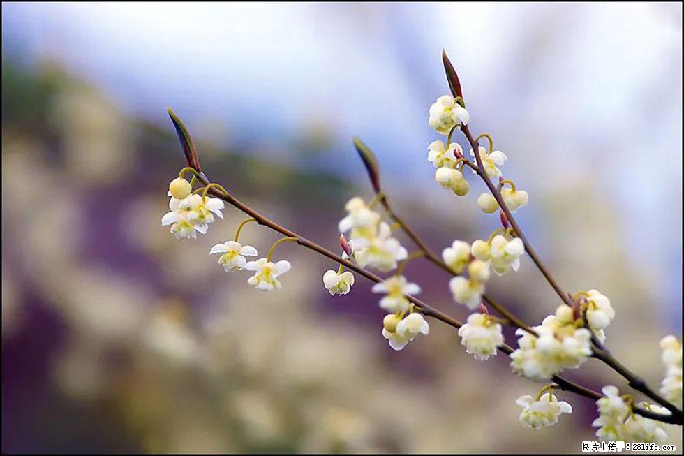 【春天，广西桂林灌阳县向您发出邀请！】米珠山前有片山苍子花在飘香 - 游山玩水 - 廊坊生活社区 - 廊坊28生活网 lf.28life.com