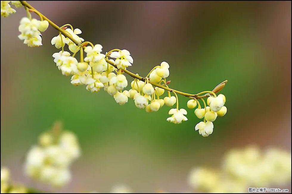 【春天，广西桂林灌阳县向您发出邀请！】米珠山前有片山苍子花在飘香 - 游山玩水 - 廊坊生活社区 - 廊坊28生活网 lf.28life.com