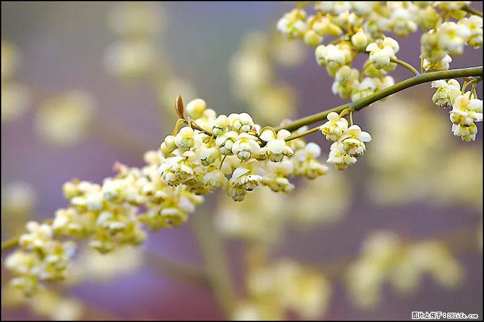 【春天，广西桂林灌阳县向您发出邀请！】米珠山前有片山苍子花在飘香 - 游山玩水 - 廊坊生活社区 - 廊坊28生活网 lf.28life.com