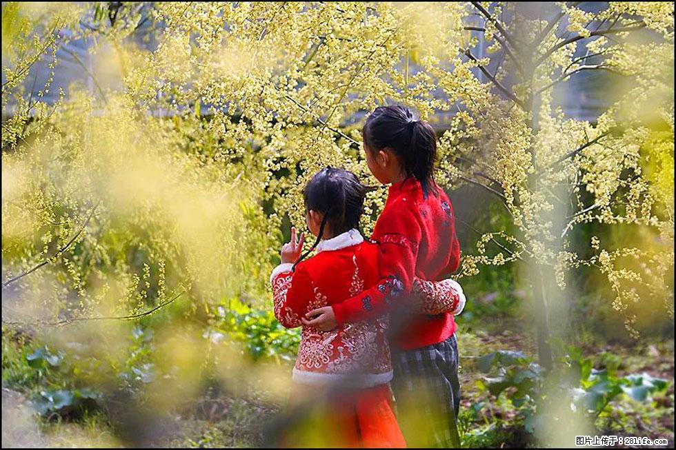 【春天，广西桂林灌阳县向您发出邀请！】米珠山前有片山苍子花在飘香 - 游山玩水 - 廊坊生活社区 - 廊坊28生活网 lf.28life.com