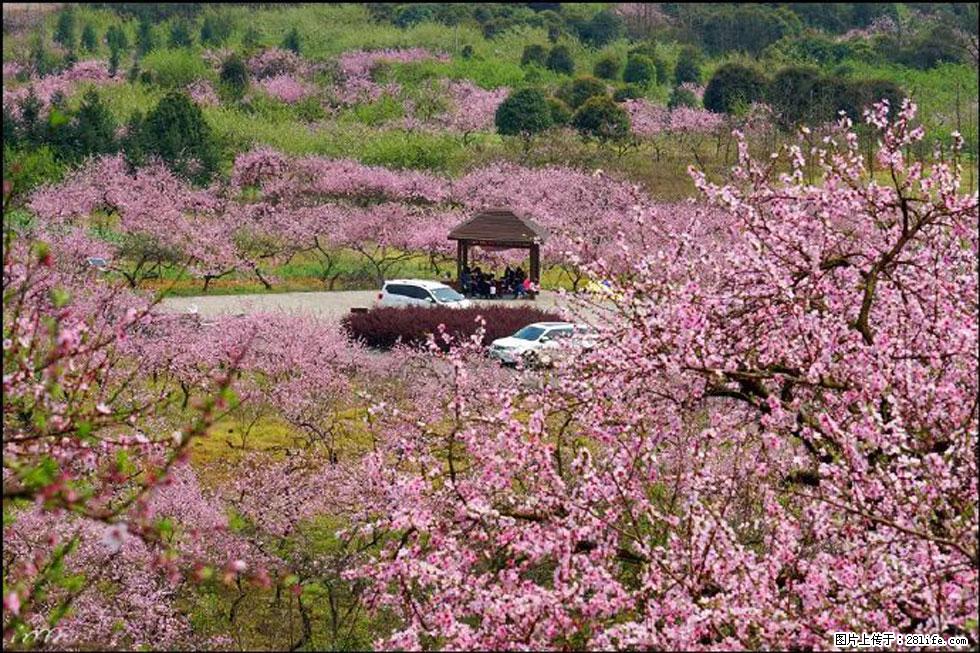 【春天，广西桂林灌阳县向您发出邀请！】官庄村有个醉美的桃花园 - 游山玩水 - 廊坊生活社区 - 廊坊28生活网 lf.28life.com