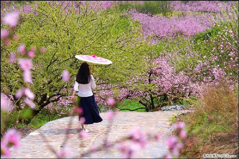 【春天，广西桂林灌阳县向您发出邀请！】官庄村有个醉美的桃花园 - 游山玩水 - 廊坊生活社区 - 廊坊28生活网 lf.28life.com