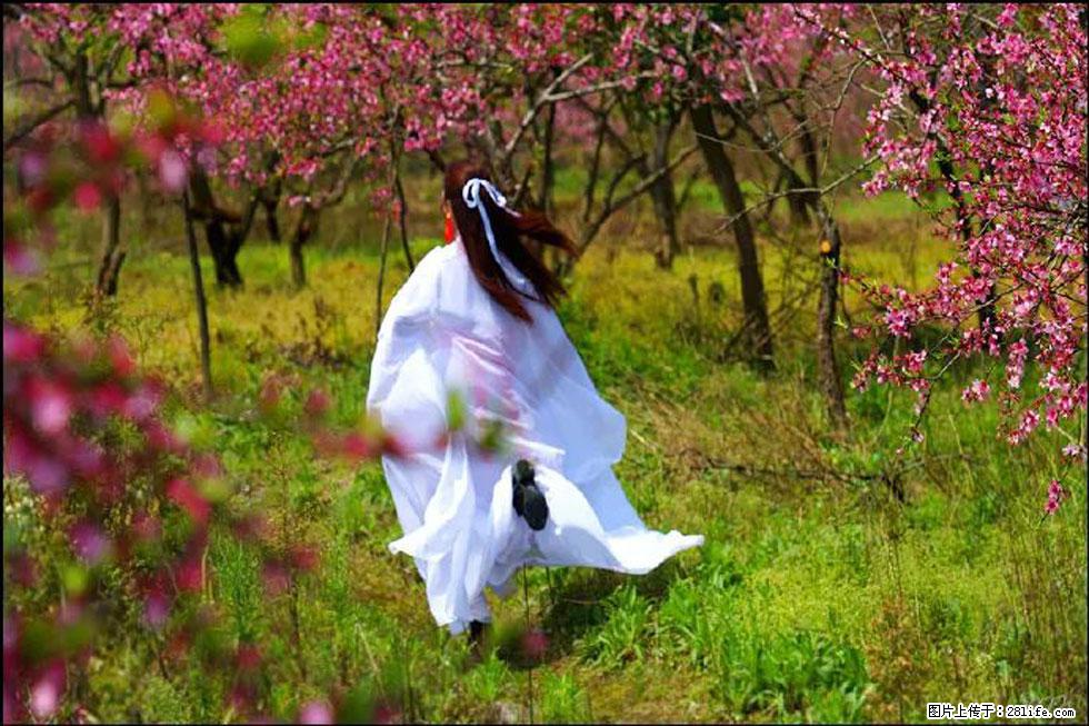 【春天，广西桂林灌阳县向您发出邀请！】官庄村有个醉美的桃花园 - 游山玩水 - 廊坊生活社区 - 廊坊28生活网 lf.28life.com