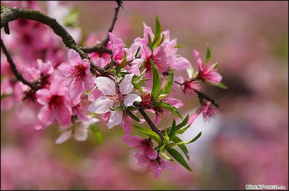 【春天，广西桂林灌阳县向您发出邀请！】官庄村有个醉美的桃花园 - 游山玩水 - 廊坊生活社区 - 廊坊28生活网 lf.28life.com