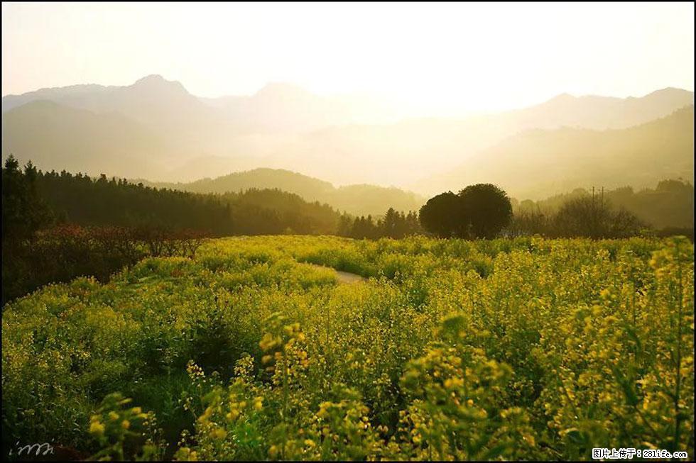 【春天，广西桂林灌阳县向您发出邀请！】长坪村油菜盛情花开 - 游山玩水 - 廊坊生活社区 - 廊坊28生活网 lf.28life.com