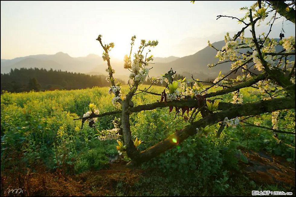 【春天，广西桂林灌阳县向您发出邀请！】长坪村油菜盛情花开 - 游山玩水 - 廊坊生活社区 - 廊坊28生活网 lf.28life.com