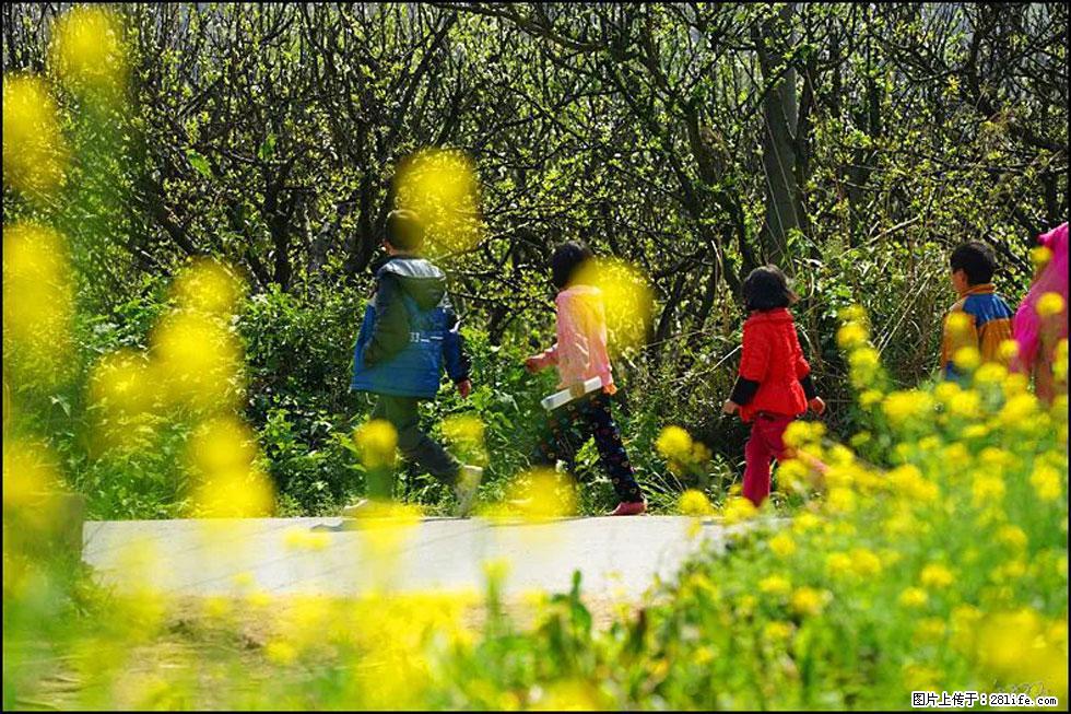 【春天，广西桂林灌阳县向您发出邀请！】长坪村油菜盛情花开 - 游山玩水 - 廊坊生活社区 - 廊坊28生活网 lf.28life.com