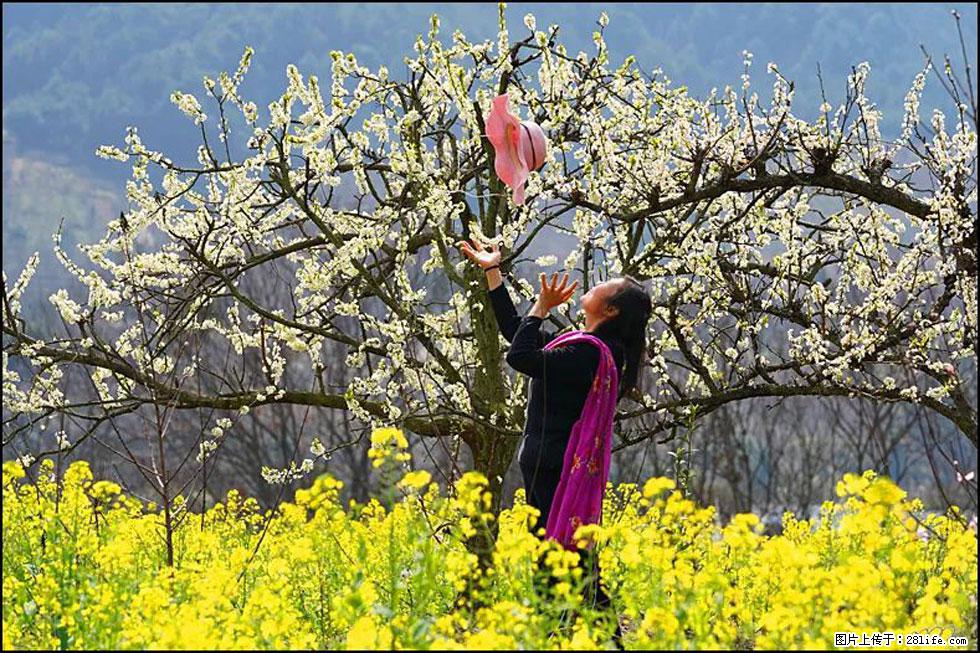 【春天，广西桂林灌阳县向您发出邀请！】长坪村油菜盛情花开 - 游山玩水 - 廊坊生活社区 - 廊坊28生活网 lf.28life.com