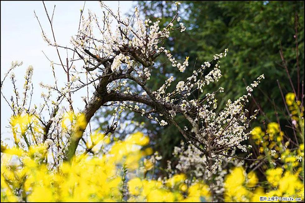 【春天，广西桂林灌阳县向您发出邀请！】长坪村油菜盛情花开 - 游山玩水 - 廊坊生活社区 - 廊坊28生活网 lf.28life.com