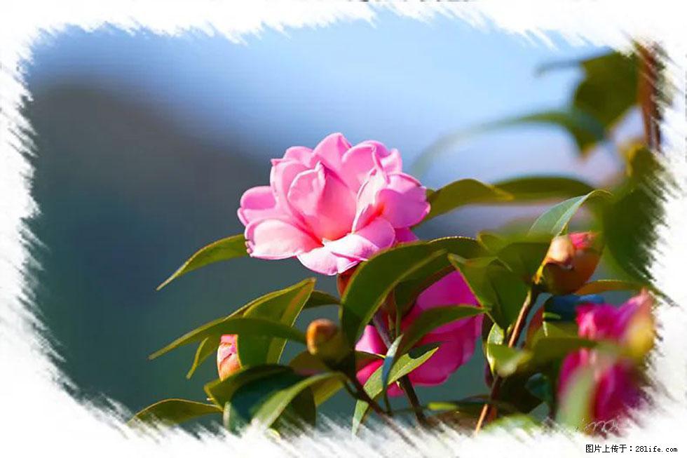 【春天，广西桂林灌阳县向您发出邀请！】杨柳井茶花惹人爱 - 游山玩水 - 廊坊生活社区 - 廊坊28生活网 lf.28life.com