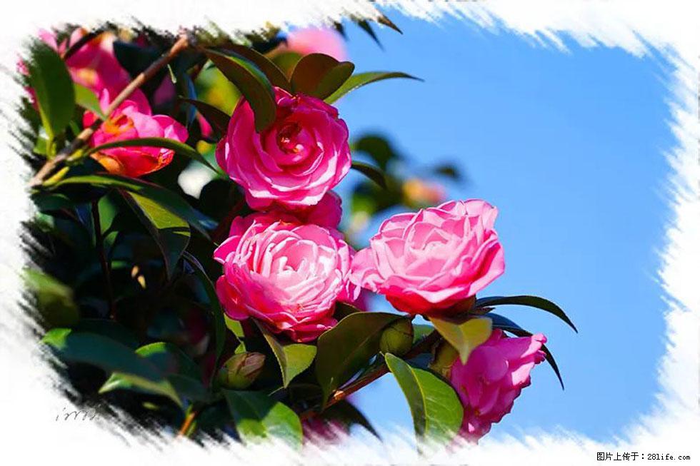 【春天，广西桂林灌阳县向您发出邀请！】杨柳井茶花惹人爱 - 游山玩水 - 廊坊生活社区 - 廊坊28生活网 lf.28life.com