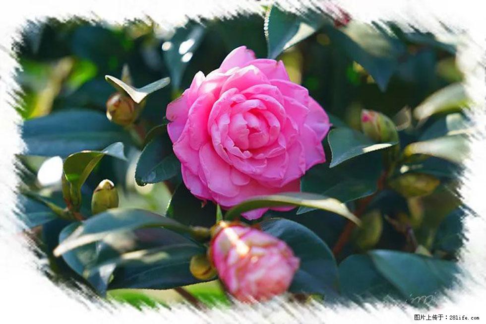 【春天，广西桂林灌阳县向您发出邀请！】杨柳井茶花惹人爱 - 游山玩水 - 廊坊生活社区 - 廊坊28生活网 lf.28life.com