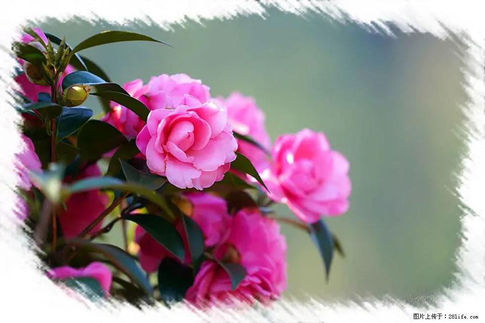 【春天，广西桂林灌阳县向您发出邀请！】杨柳井茶花惹人爱 - 游山玩水 - 廊坊生活社区 - 廊坊28生活网 lf.28life.com