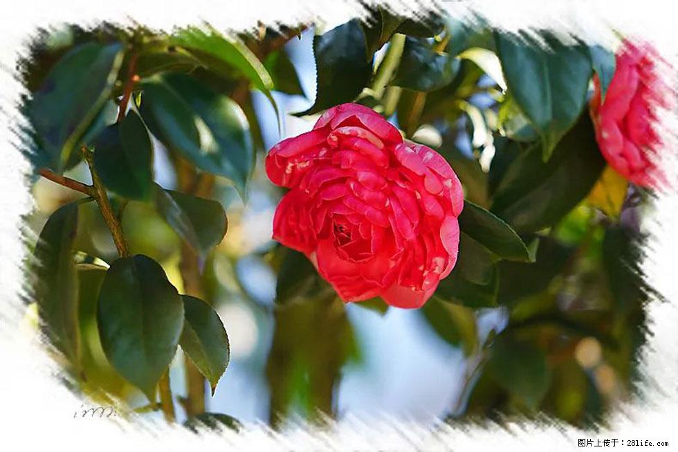 【春天，广西桂林灌阳县向您发出邀请！】杨柳井茶花惹人爱 - 游山玩水 - 廊坊生活社区 - 廊坊28生活网 lf.28life.com