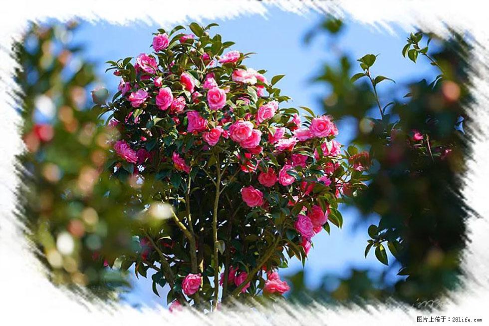 【春天，广西桂林灌阳县向您发出邀请！】杨柳井茶花惹人爱 - 游山玩水 - 廊坊生活社区 - 廊坊28生活网 lf.28life.com