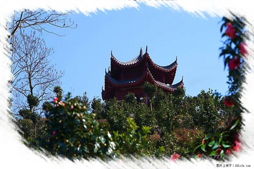 【春天，广西桂林灌阳县向您发出邀请！】杨柳井茶花惹人爱 - 游山玩水 - 廊坊生活社区 - 廊坊28生活网 lf.28life.com