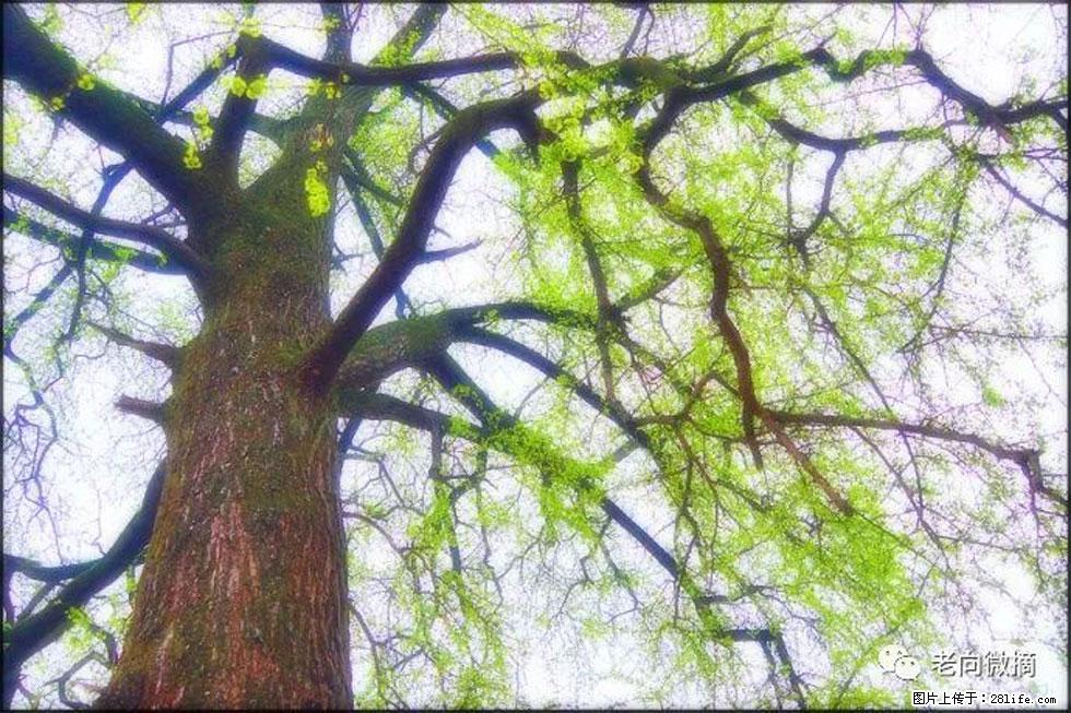 【春天，广西桂林灌阳县向您发出邀请！】在小龙村与春天约会 - 游山玩水 - 廊坊生活社区 - 廊坊28生活网 lf.28life.com