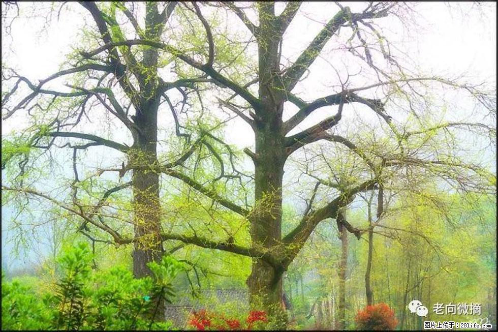 【春天，广西桂林灌阳县向您发出邀请！】在小龙村与春天约会 - 游山玩水 - 廊坊生活社区 - 廊坊28生活网 lf.28life.com