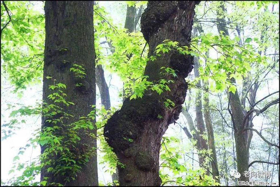 【春天，广西桂林灌阳县向您发出邀请！】在小龙村与春天约会 - 游山玩水 - 廊坊生活社区 - 廊坊28生活网 lf.28life.com