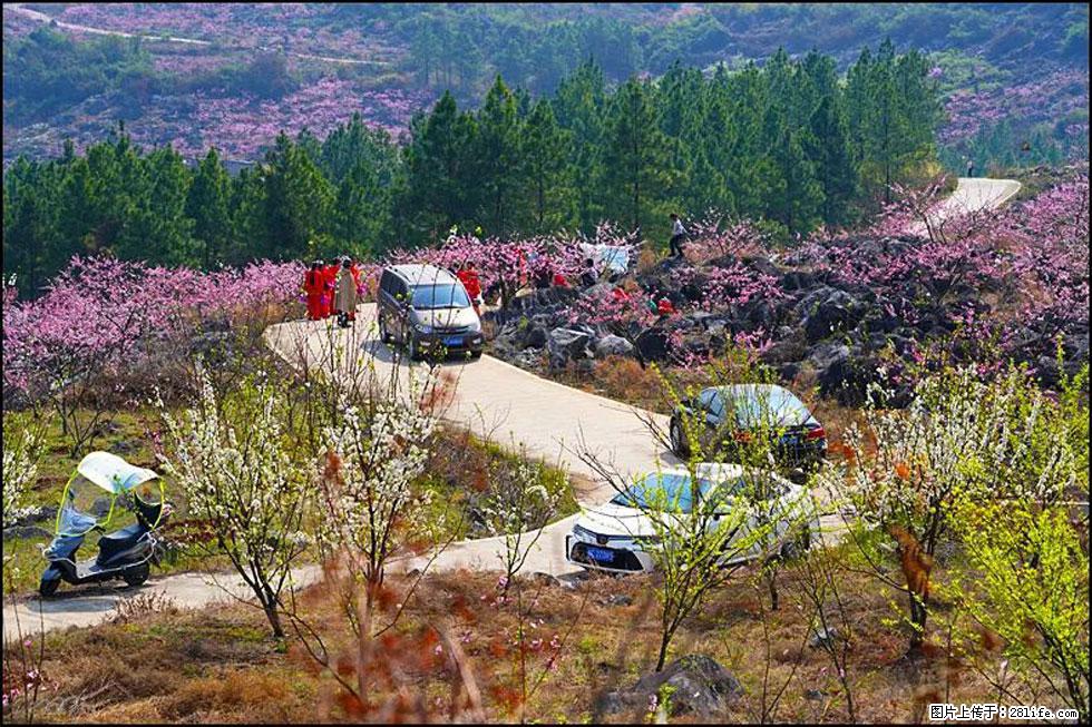 【春天，广西桂林灌阳县向您发出邀请！】望月岭上桃花开 - 游山玩水 - 廊坊生活社区 - 廊坊28生活网 lf.28life.com
