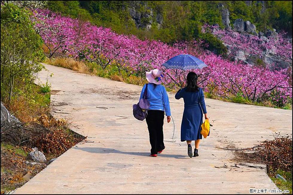 【春天，广西桂林灌阳县向您发出邀请！】望月岭上桃花开 - 游山玩水 - 廊坊生活社区 - 廊坊28生活网 lf.28life.com