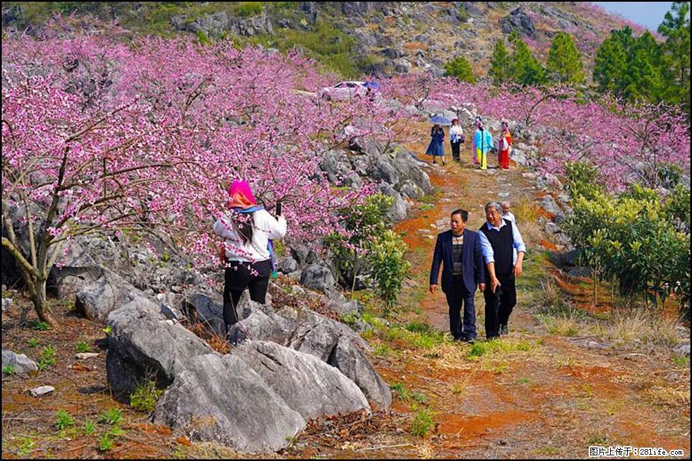 【春天，广西桂林灌阳县向您发出邀请！】望月岭上桃花开 - 游山玩水 - 廊坊生活社区 - 廊坊28生活网 lf.28life.com