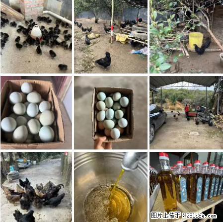 油茶园从小鸡仔开始养起的纯土鸡、土鸡蛋可以预定啦！还有前几天刚榨的纯山茶油哦 - 美食天地 - 廊坊生活社区 - 廊坊28生活网 lf.28life.com