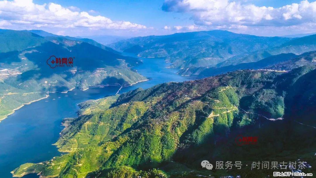 时间果百年古树龙珠普洱生茶 - 购物交流 - 廊坊生活社区 - 廊坊28生活网 lf.28life.com