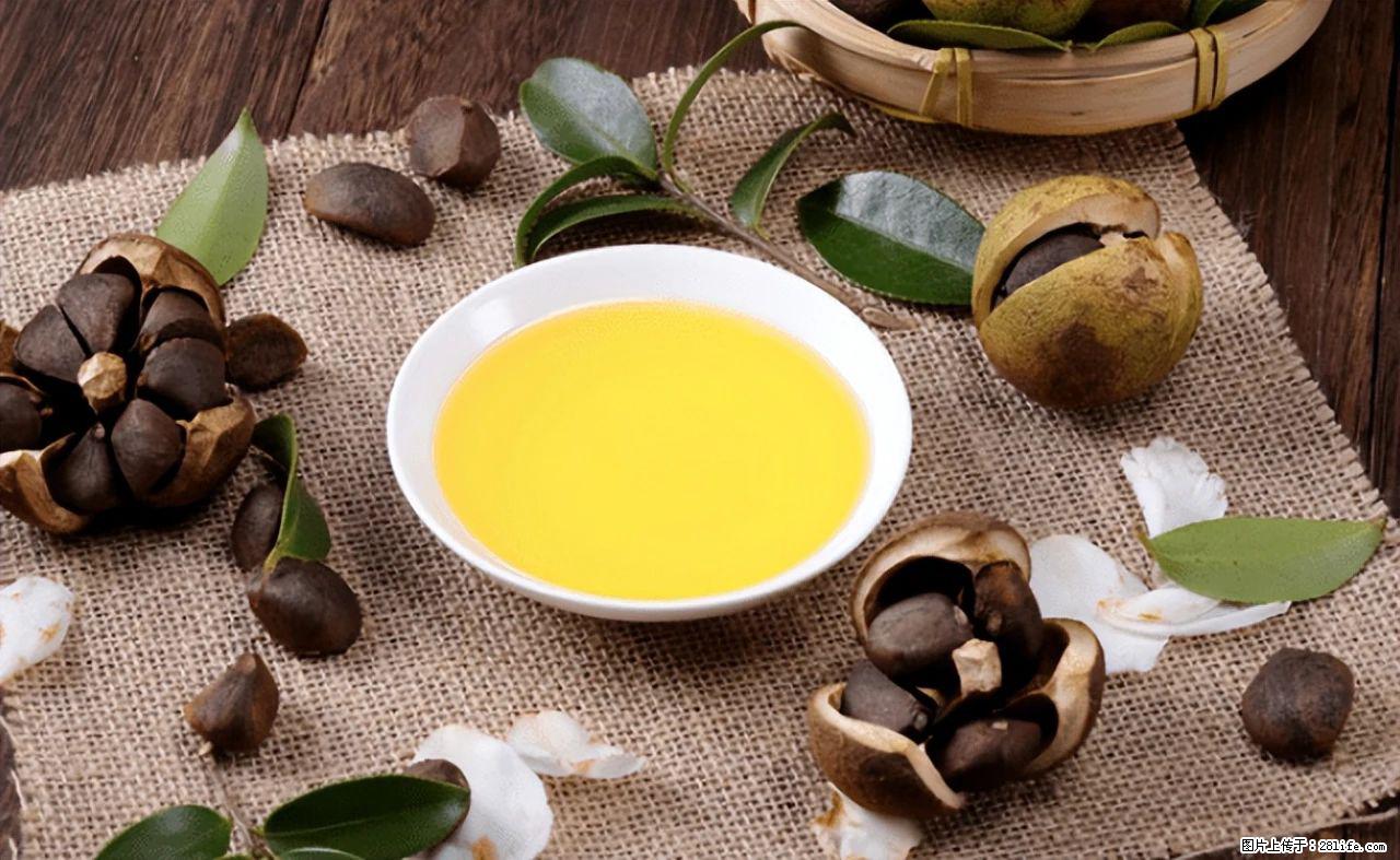 揭秘茶油的5大核心营养成分！被称为人体健康的“守护盾”！ - 廊坊生活资讯 - 廊坊28生活网 lf.28life.com