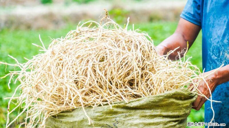 堪称“最难吃”的蔬菜，却是 “抗辐射神器”，还能护肺、清热、止咳化痰！ - 廊坊生活资讯 - 廊坊28生活网 lf.28life.com