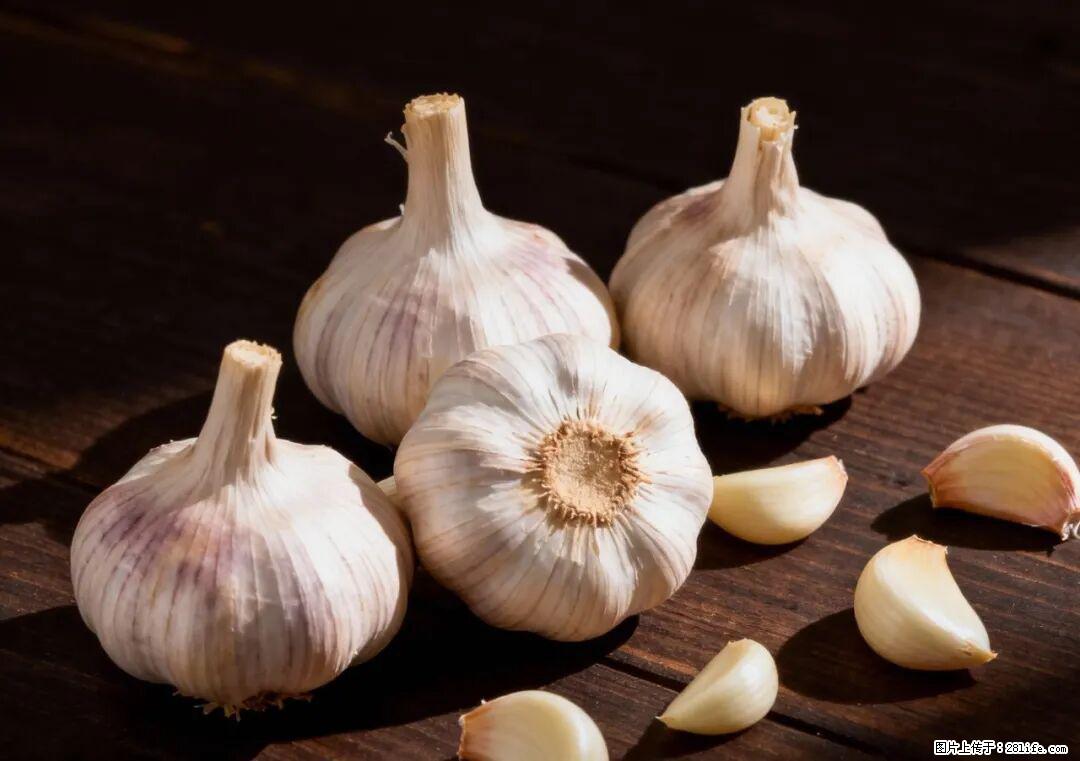 关于大蒜，除了“天然抗生素”，这4个谣言更该警惕! - 廊坊生活资讯 - 廊坊28生活网 lf.28life.com