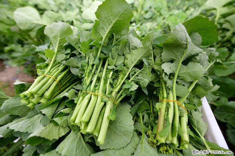 这些蔬菜是“天然钙片”，这6种被医生重点推荐 - 廊坊生活资讯 - 廊坊28生活网 lf.28life.com